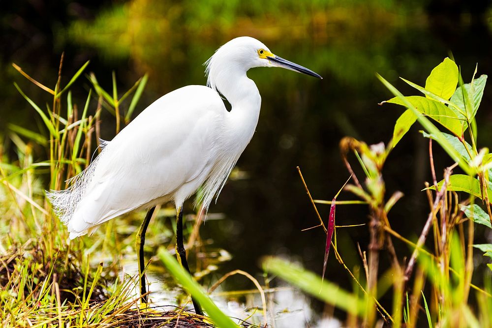 White heron on the water. Original public domain image from Wikimedia Commons