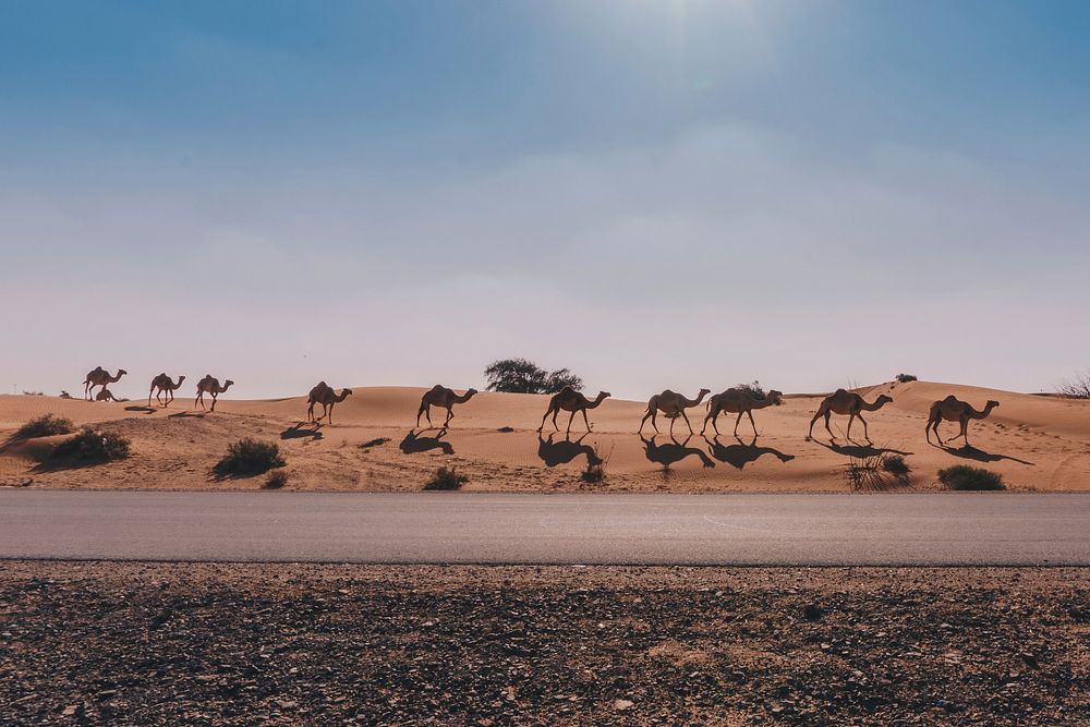 Camel herd walking in a line along the side of the road in a desert area. Original public domain image from Wikimedia Commons