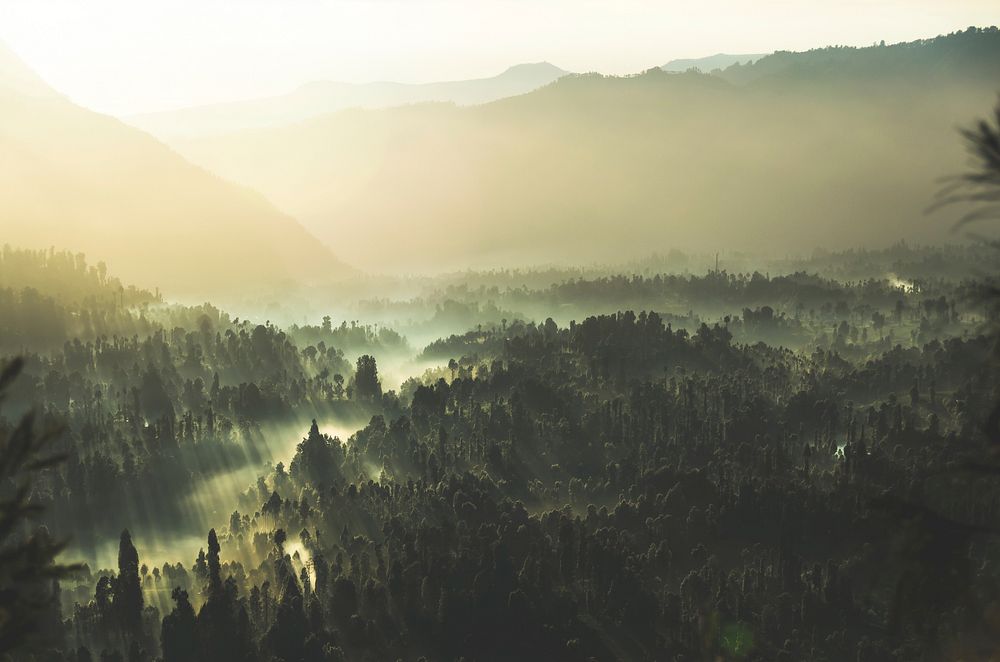 Rays of sun shining through the fog onto the trees of the Bromo Tengger Semeru National Park. Original public domain image…