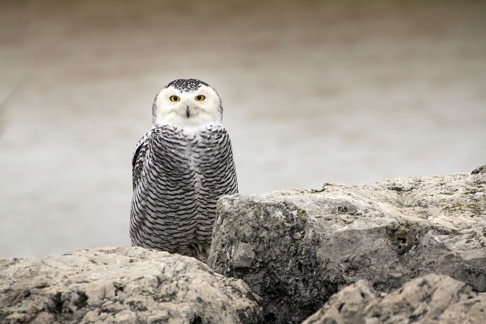 Snowy Owl. Original public domain image from Wikimedia Commons