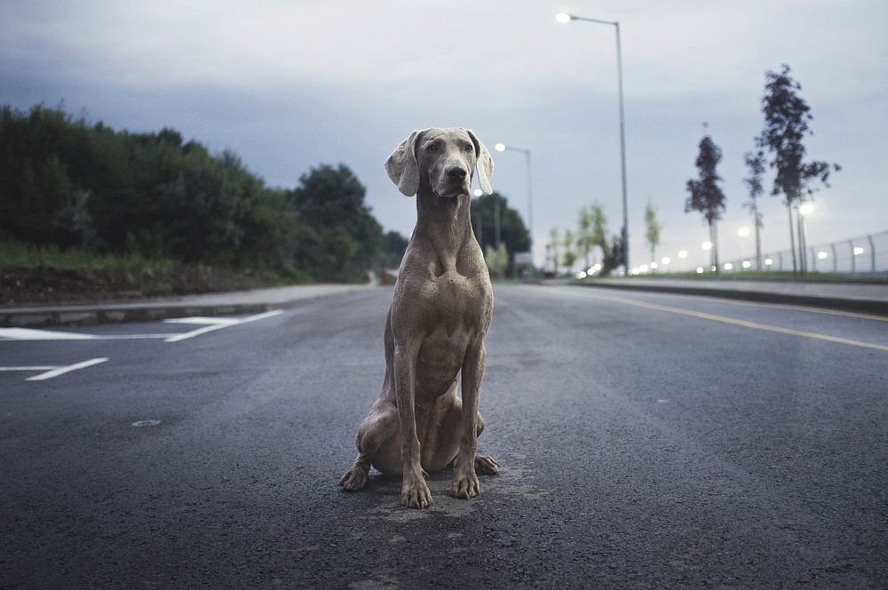 Thin stray dog sitting on a road. Original public domain image from Wikimedia Commons