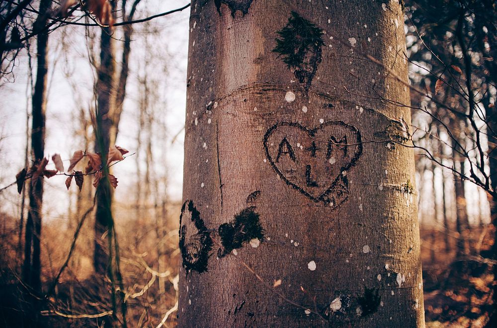 Lovers' initials in a heart carved into the trunk of a tree. Original public domain image from Wikimedia Commons