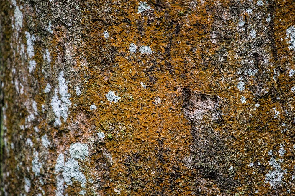 Close-up of dark yellow moss on tree bark. Original public domain image from Wikimedia Commons