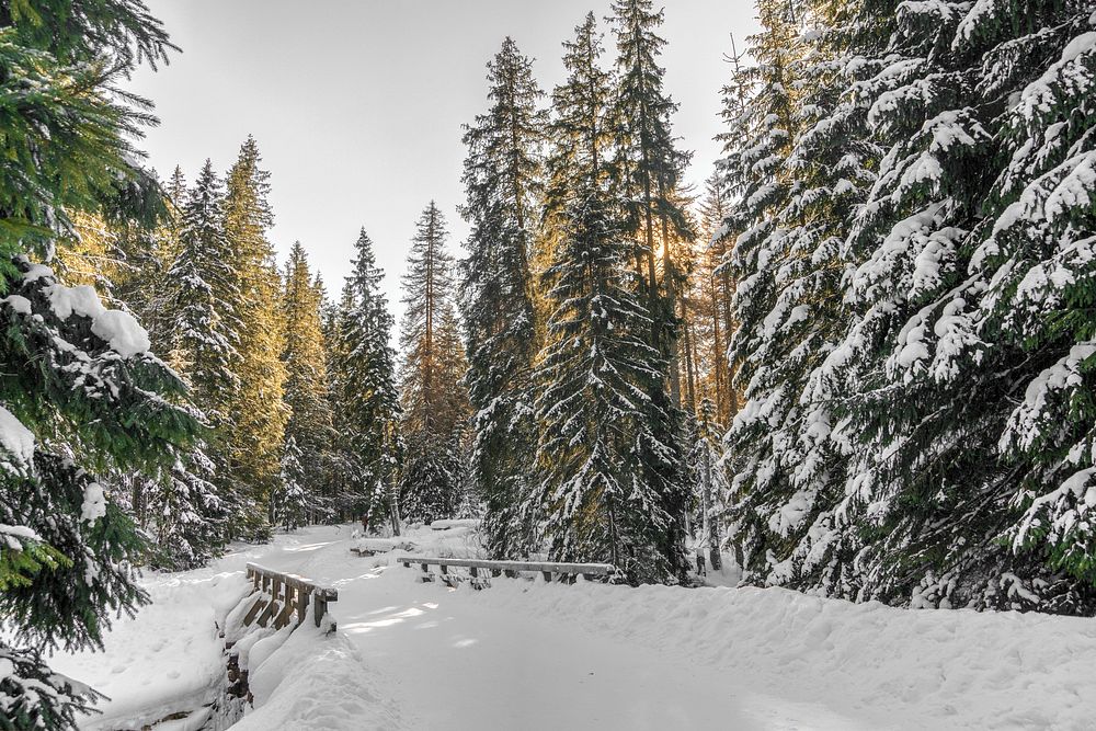 A view of a snow covered bridge on a road in the middle of the forest. Original public domain image from Wikimedia Commons