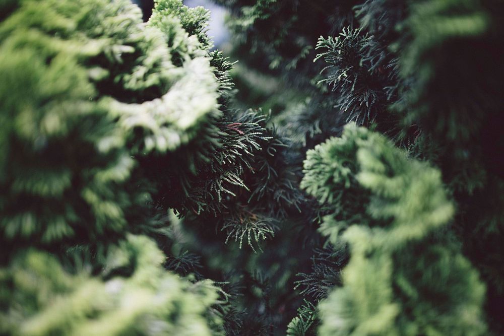Close-up of the branches of coniferous trees. Original public domain image from Wikimedia Commons