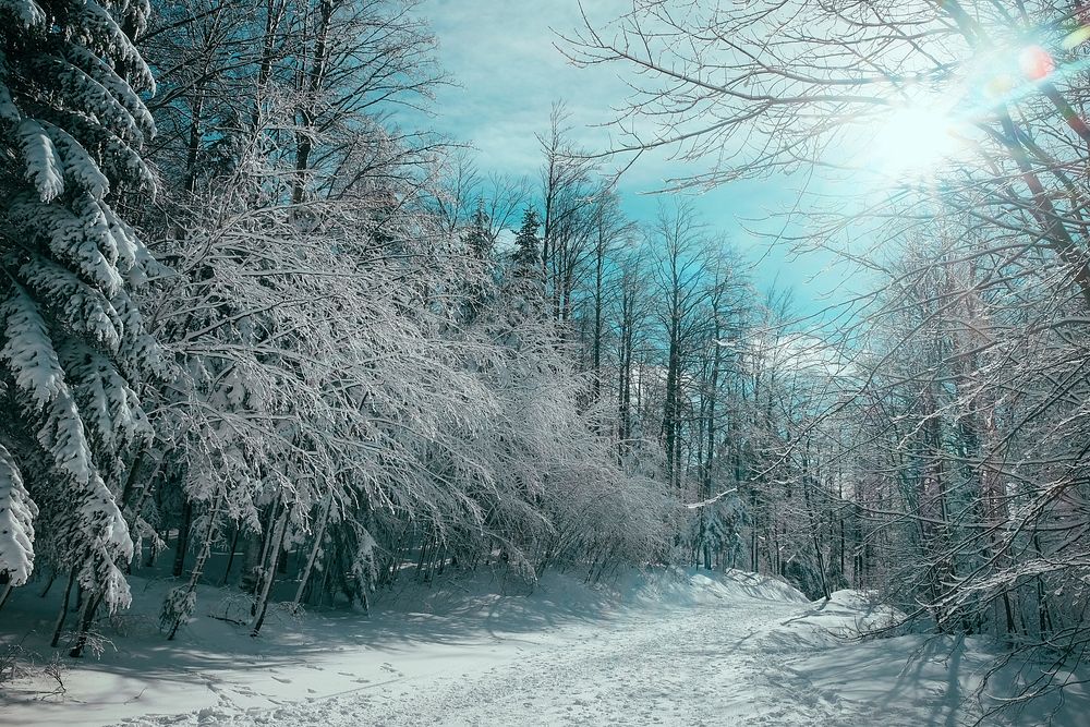 Winter season in Platak, Croatia. Original public domain image from Wikimedia Commons