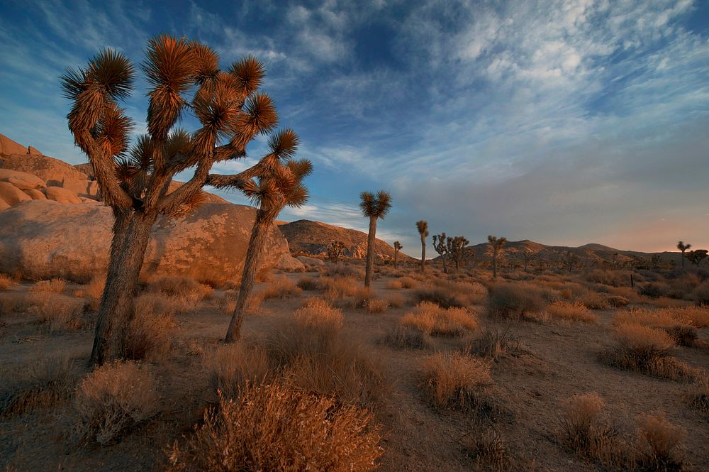 A mix of tumbleweed and cacti in Joshua Trees during sunset. Original public domain image from Wikimedia Commons
