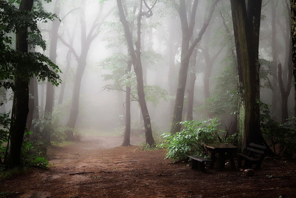 Misty and mystical isolated forest scene in Fruška Gora. Original public domain image from Wikimedia Commons