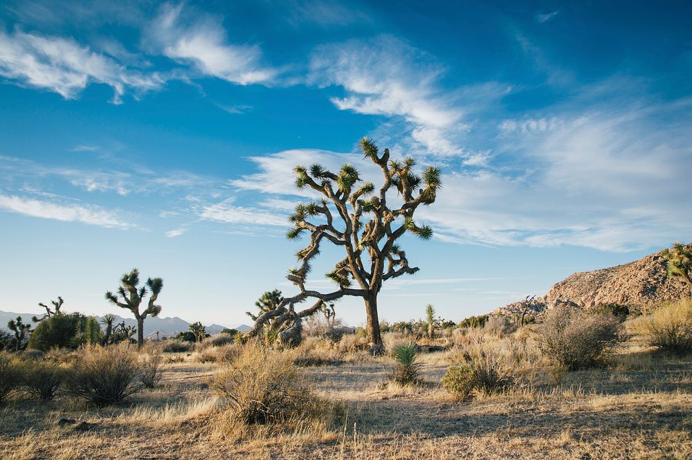 Unique foliage in the deserts of Joshua Tree National Park. Original public domain image from Wikimedia Commons