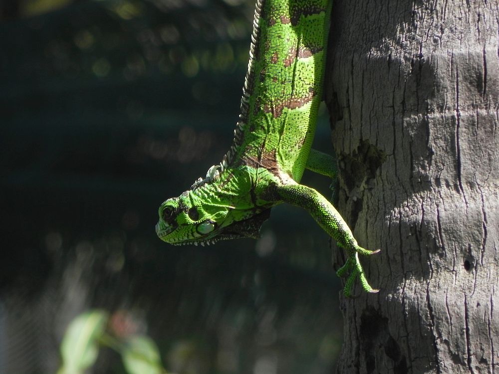 Green iguana climbing down tree. Original public domain image from Wikimedia Commons