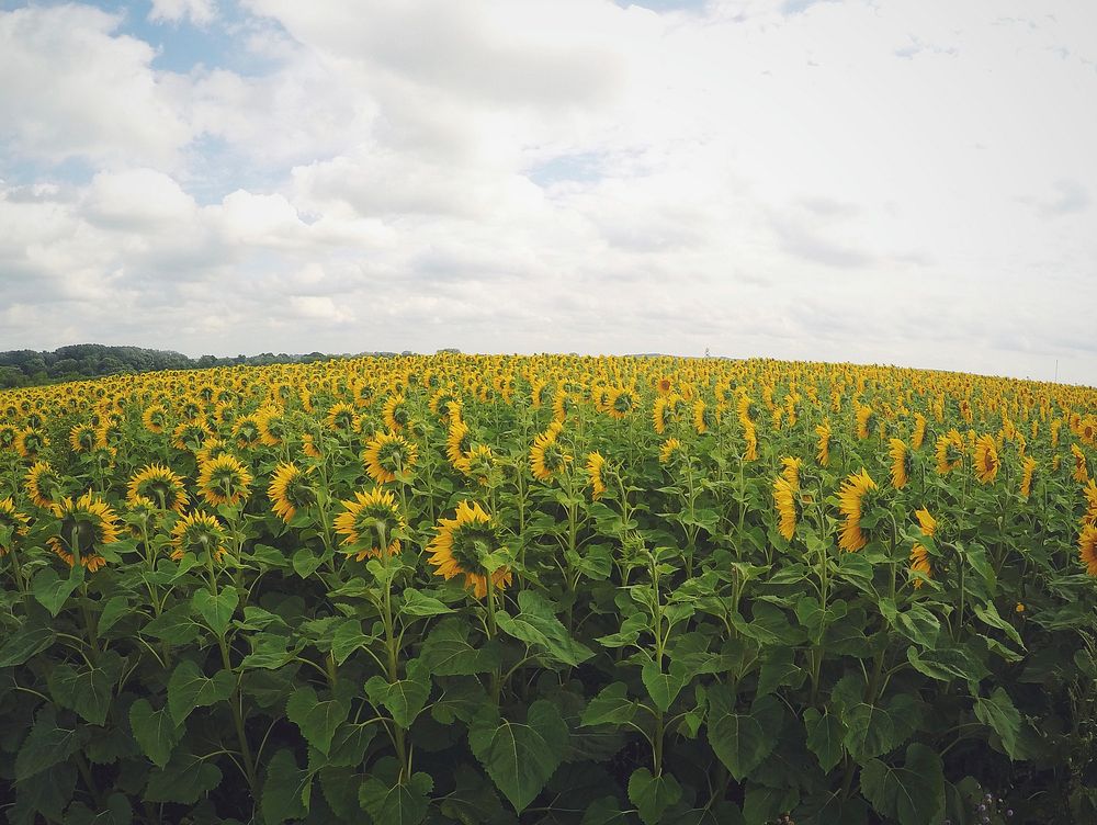 Sunflower farm, Chernskiy rayon, Russia. Original public domain image from Wikimedia Commons