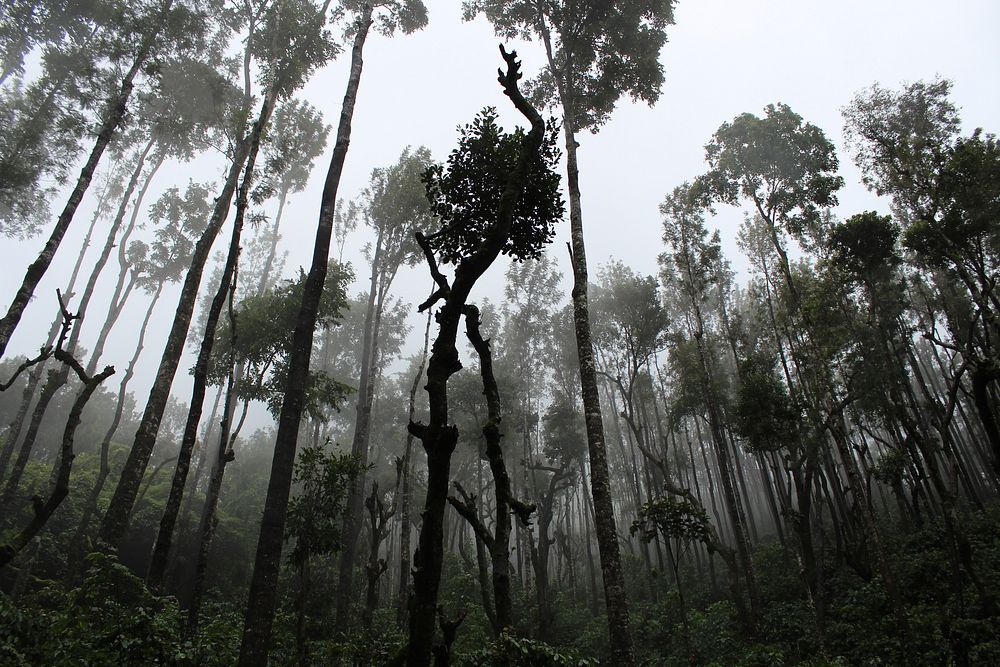 Tall trees covered with mist in a tropical forest in Chikkamagaluru. Original public domain image from Wikimedia Commons