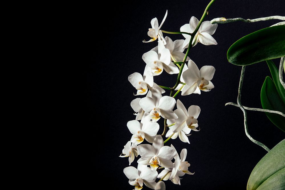 A cluster of white orchids on a long stem against a black background. Original public domain image from Wikimedia Commons
