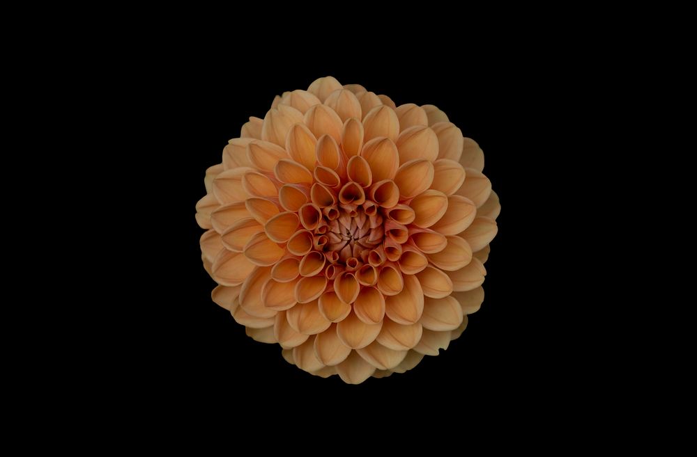 An overhead shot of an orange dahlia against a black background. Original public domain image from Wikimedia Commons