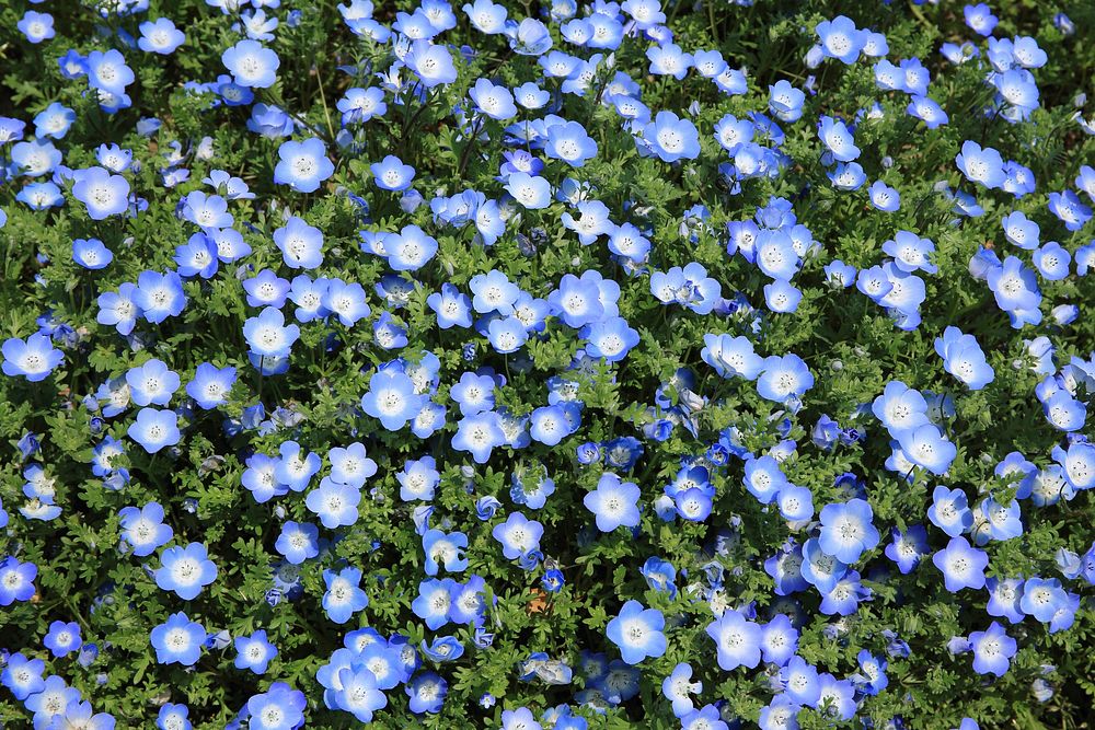 An overhead shot of a bed of blue flax flowers. Original public domain image from Wikimedia Commons