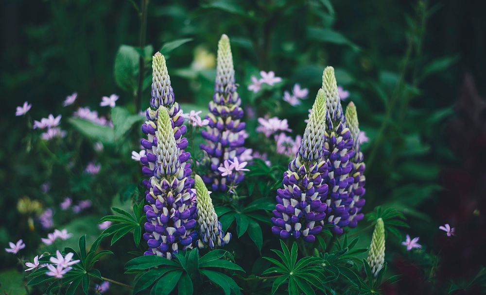 Dark violet lupine flowers photo. Original public domain image from Wikimedia Commons