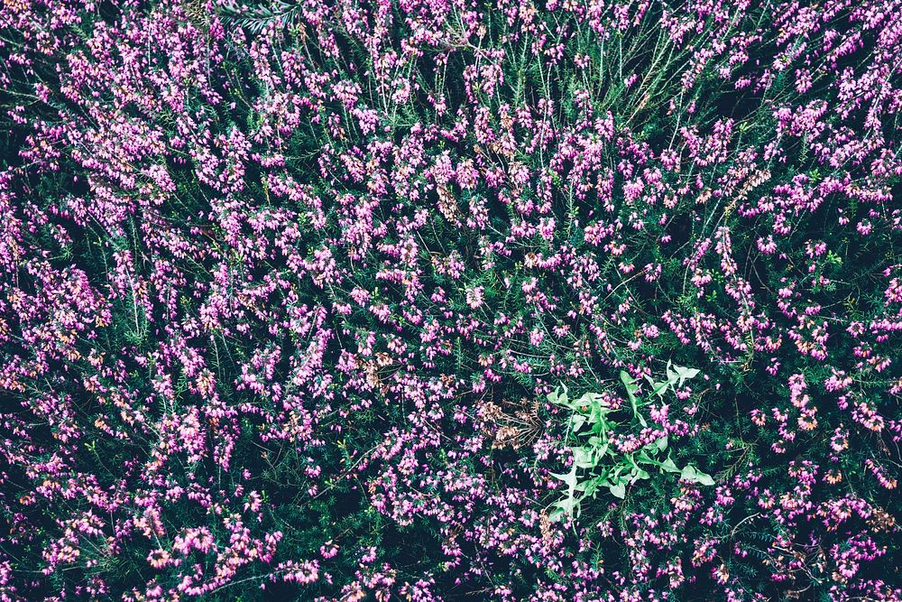 An overhead shot of a field full of pink heather flowers. Original public domain image from Wikimedia Commons