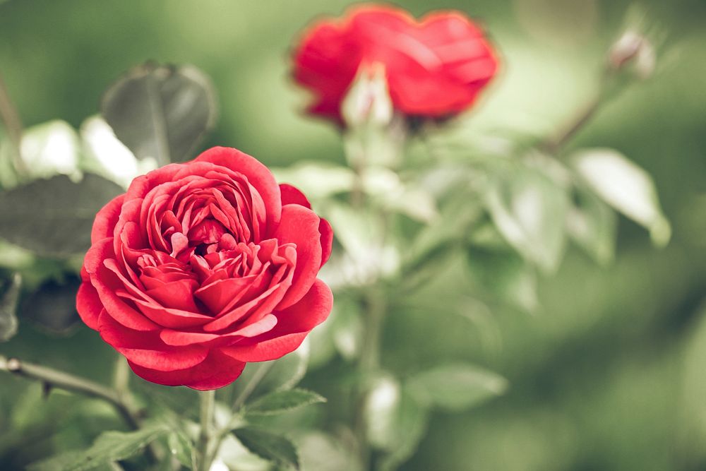 A close-up of bright red roses on a bush. Original public domain image from Wikimedia Commons