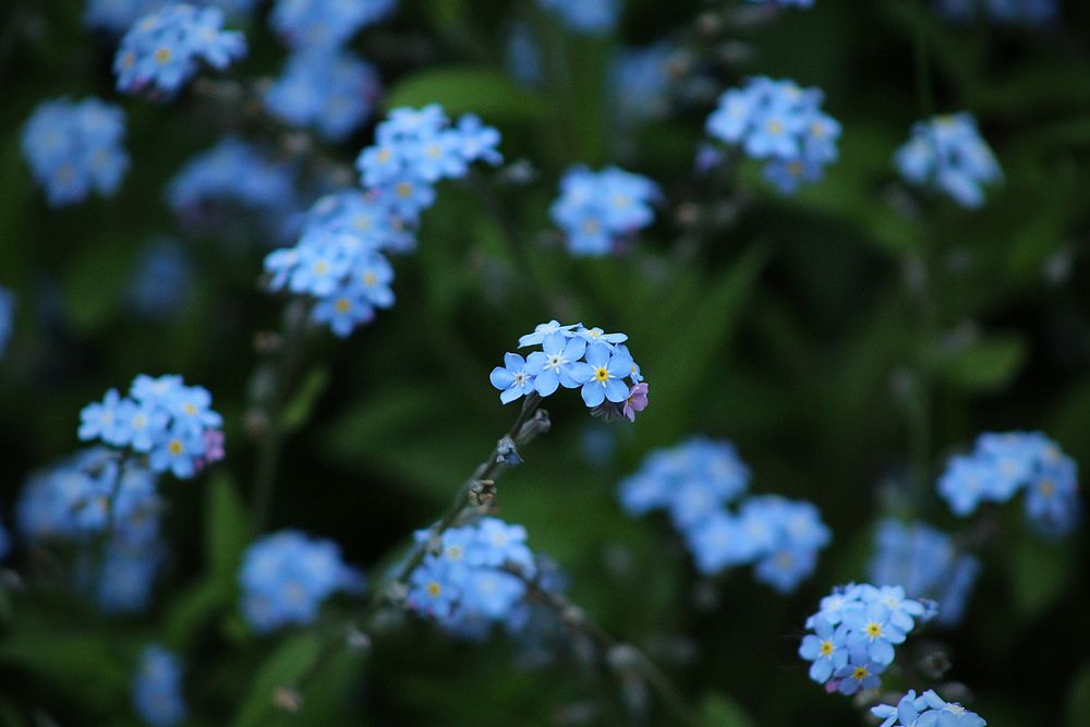 Light blue forget me not background. Original public domain image from Wikimedia Commons