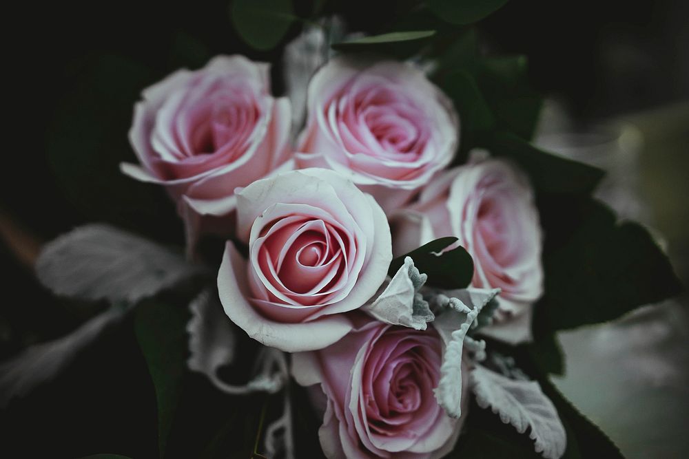 A pale shot of regular pink roses. Original public domain image from Wikimedia Commons