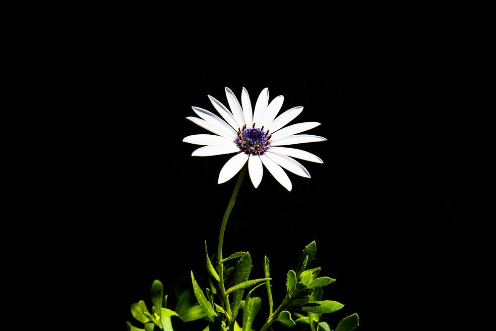 A white daisy and stem against a black background. Original public domain image from Wikimedia Commons
