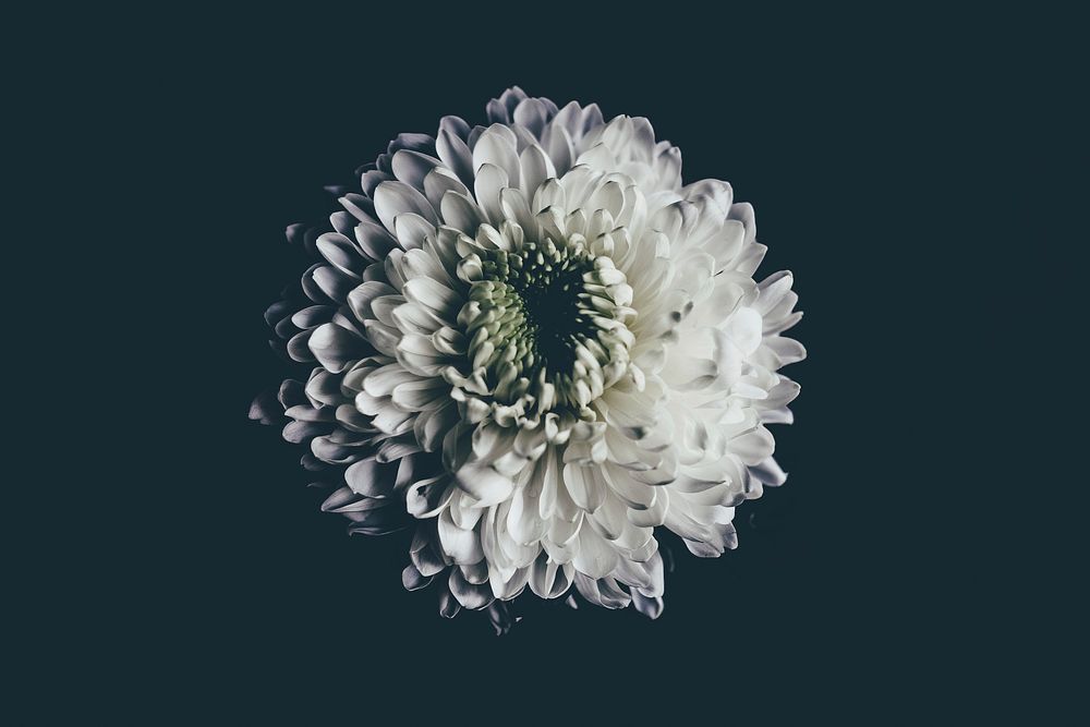 An overhead shot of a white dahlia flower against a black background. Original public domain image from Wikimedia Commons