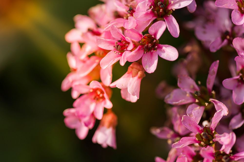Close-up of a cluster of pink flowers. Original public domain image from Wikimedia Commons