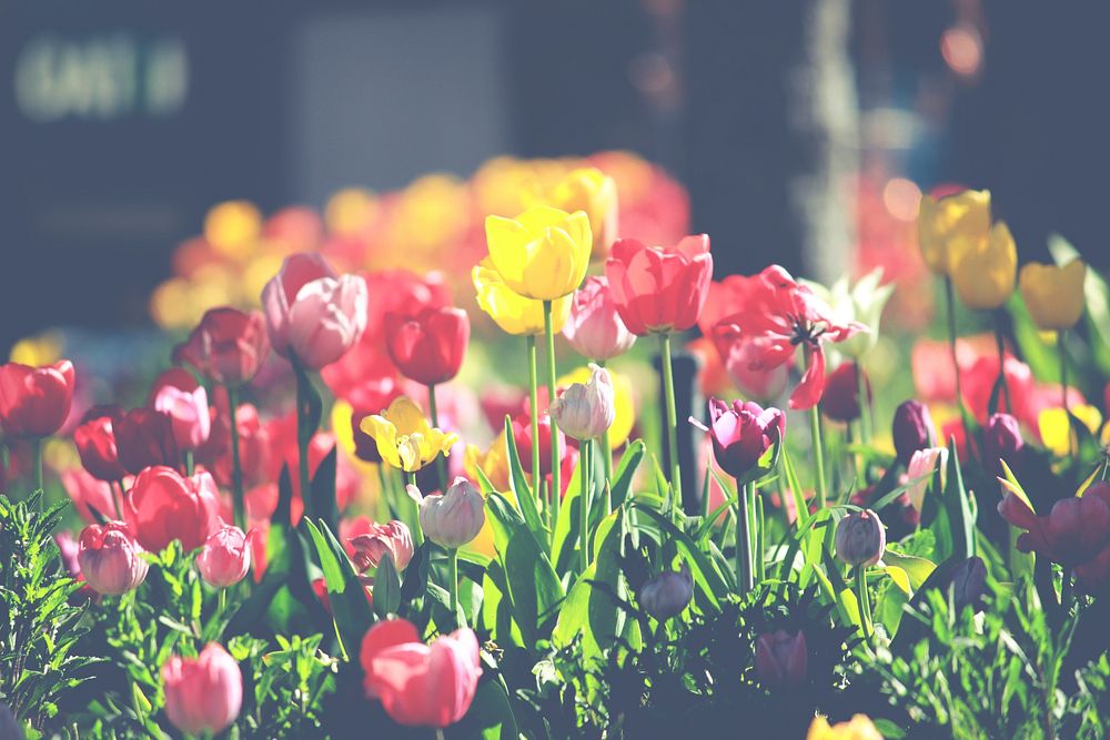 Colorful tulips rising up in a garden during sunrise. Original public domain image from Wikimedia Commons