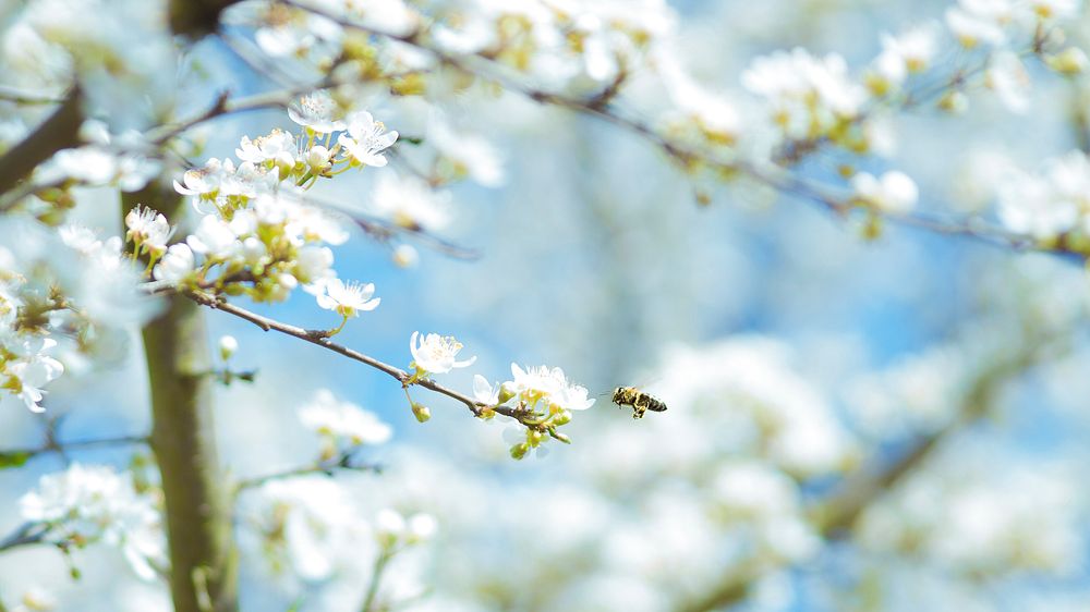 Insect flying towards branch with white blossom bud in bloom in Spring with blue sky. Original public domain image from…