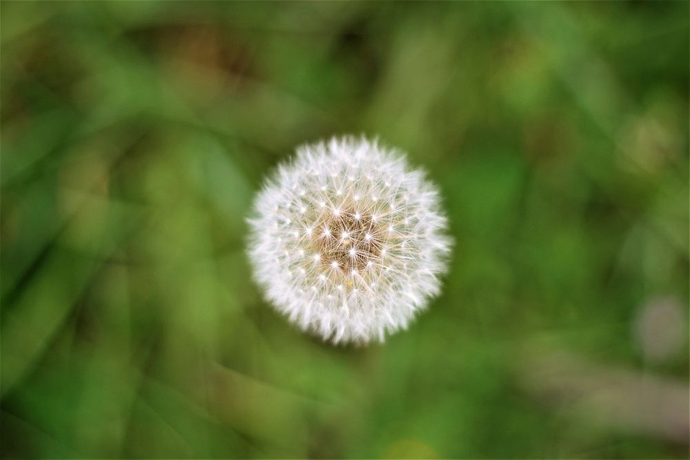 Dandelion background. Original public domain image from Wikimedia Commons
