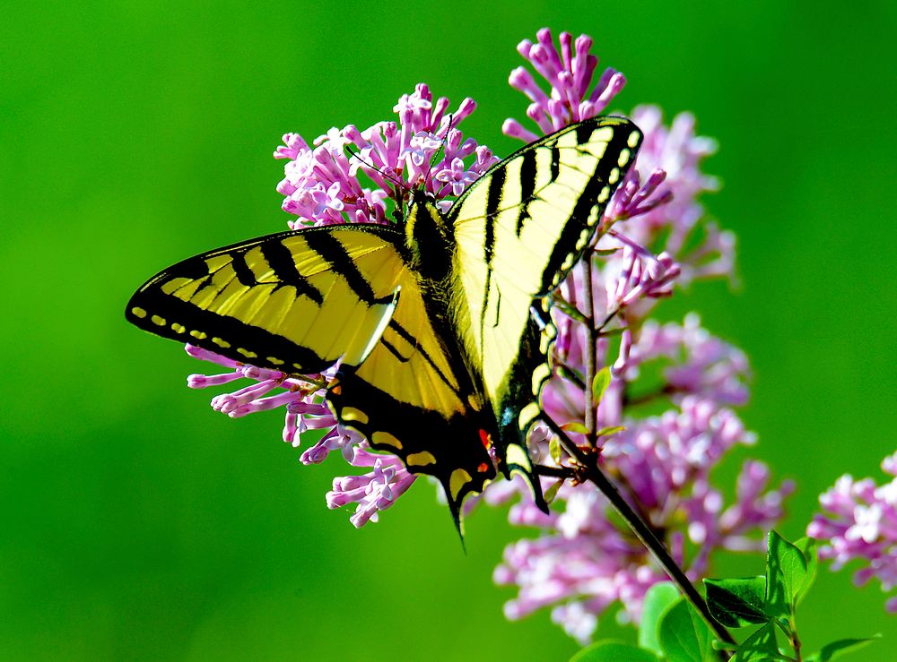 Yellow and black butterfly landing on pink flower. Original public domain image from Wikimedia Commons