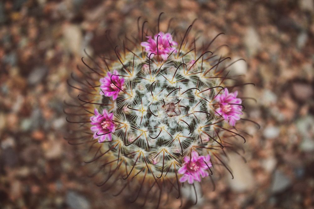 An overhead shot of a small cactus blooming with purple flowers. Original public domain image from Wikimedia Commons