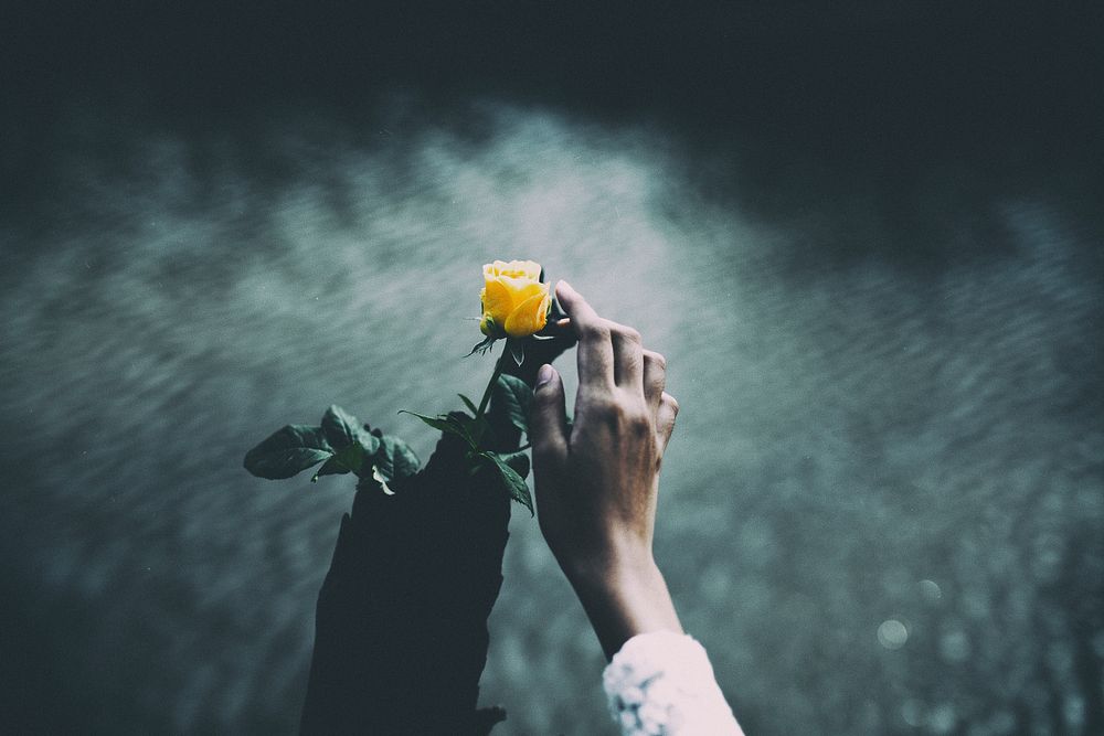 A person's hand gently touching a yellow rose with rippling water in the blurry background. Original public domain image…
