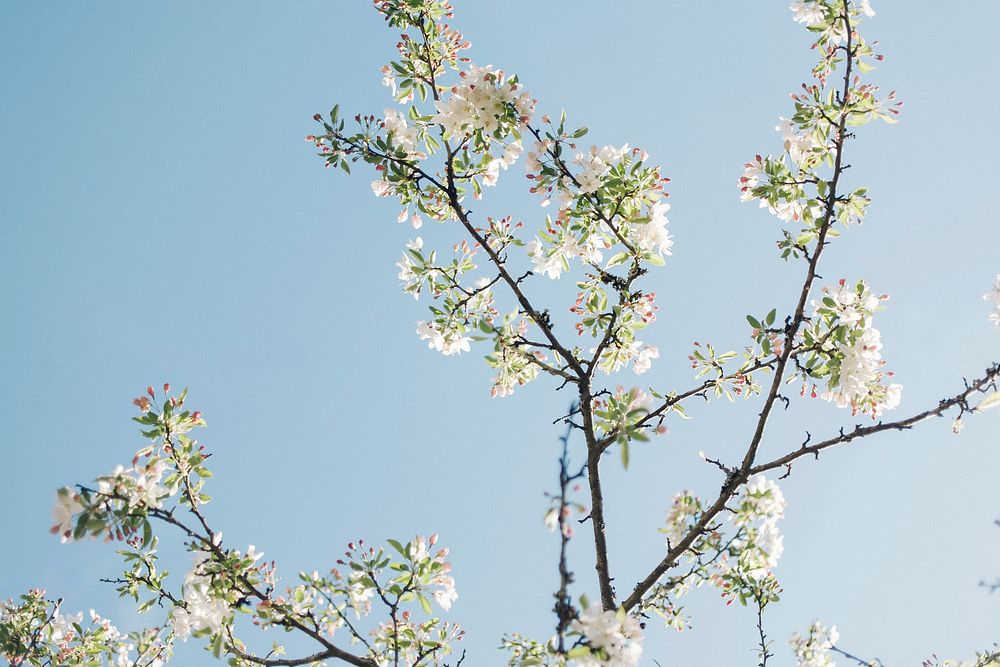 White cherry blossom background. Original public domain image from Wikimedia Commons