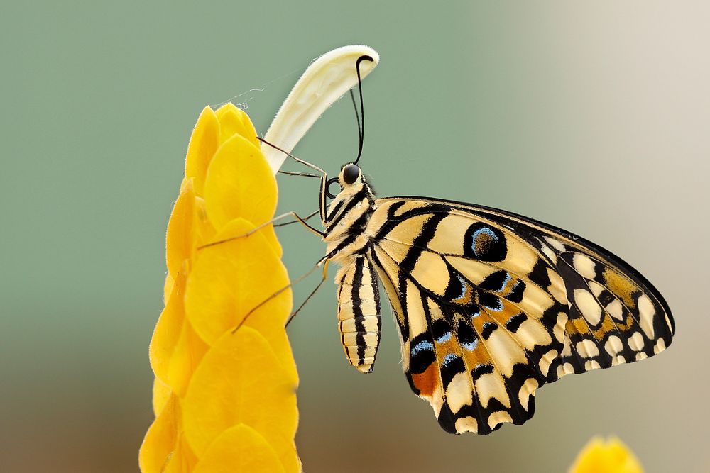 A butterfly feeding on yellow petals. Original public domain image from Wikimedia Commons
