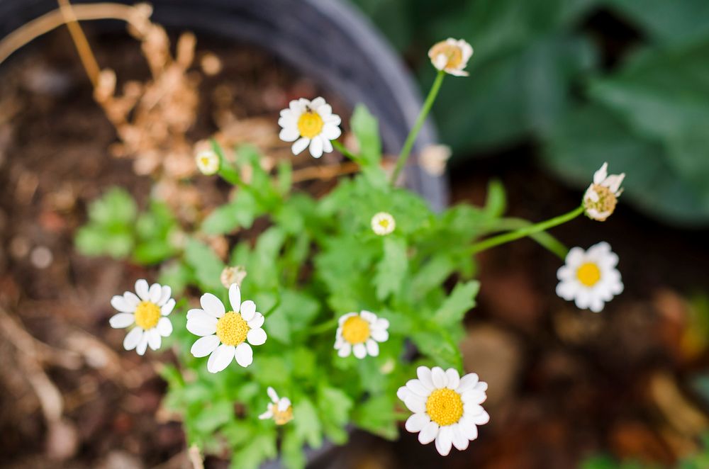 A top view of daisy flowers in a pot with leaves fading into the background. Original public domain image from Wikimedia…