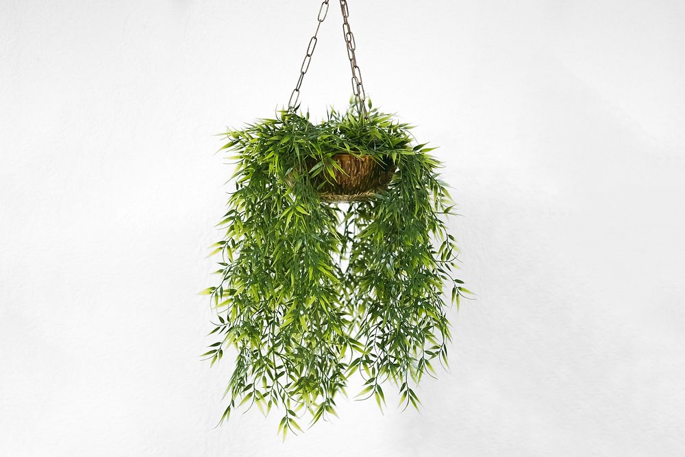 Hanging plant. Original public domain image from Wikimedia Commons