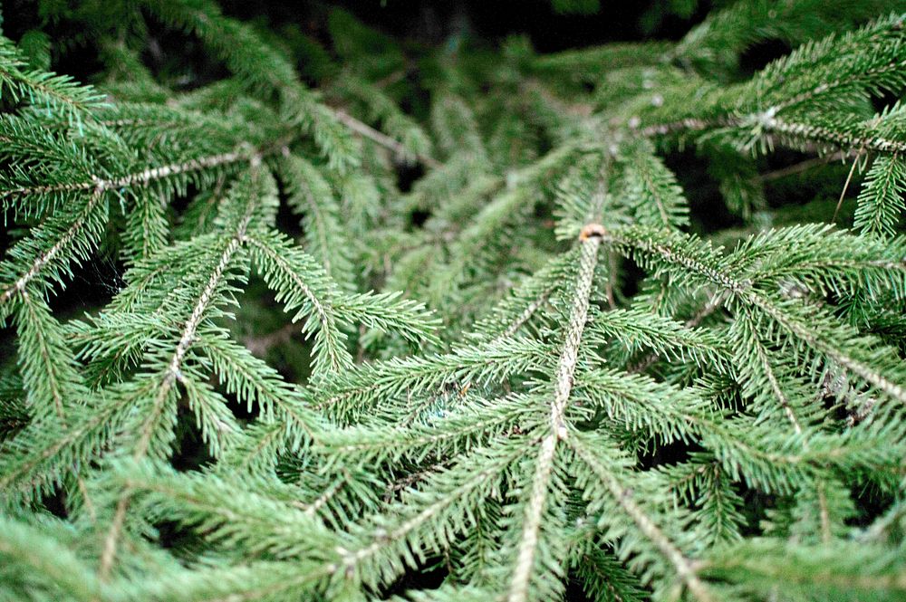 White Spruce Picea glauca foliage. Photo by Kyle Ellefson 2016. Original public domain image from Wikimedia Commons