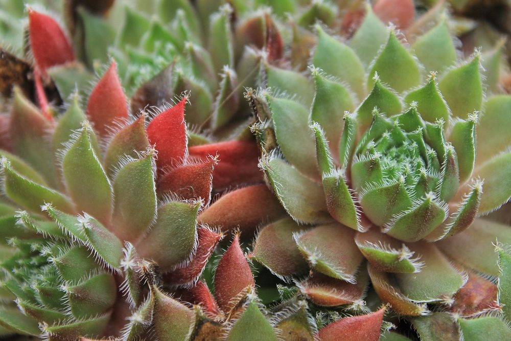 Red & green succulents. Original public domain image from Wikimedia Commons