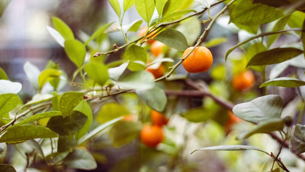 Mandarins growing on tree. Original public domain image from Wikimedia Commons