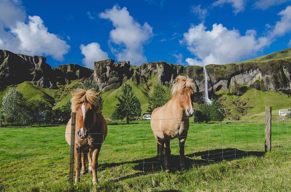 Two palomino horses in a wire enclosure near a waterfall tumbling down a rocky ledge. Original public domain image from…