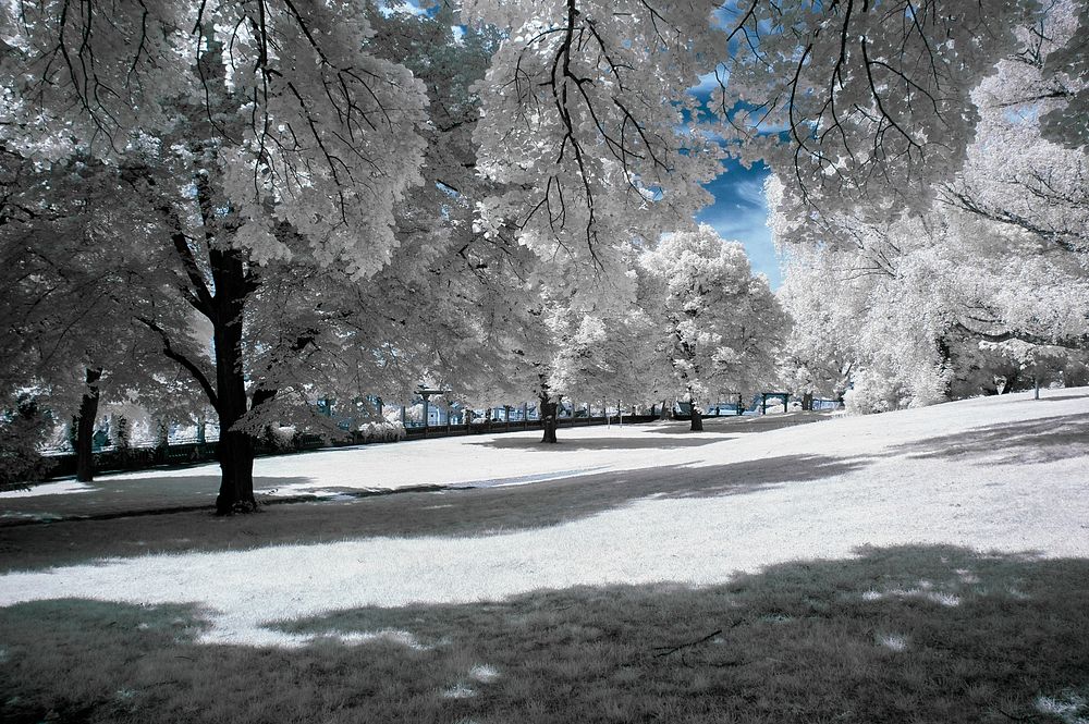 White trees covered with snow and ice with blue sky peaking through. Original public domain image from Wikimedia Commons