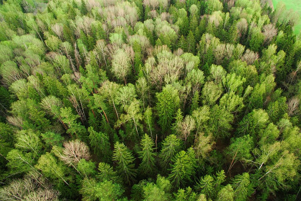 A drone shot of a green forest in Russia. Original public domain image from Wikimedia Commons