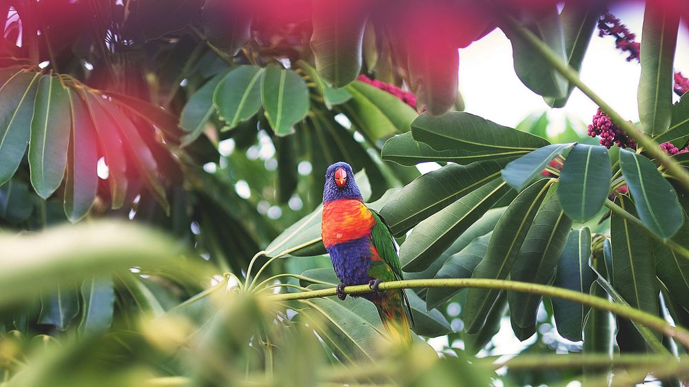Rainbow lorikeet sitting on a tropical tree branch at Airlie Beach. Original public domain image from Wikimedia Commons