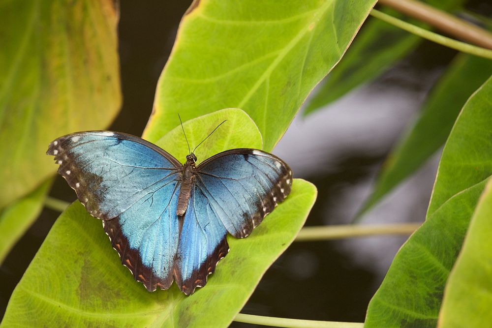 Blue butterfly on green leaf. Original public domain image from Wikimedia Commons