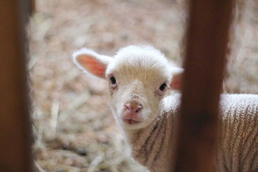 Little lamb in the farm. Original public domain image from Wikimedia Commons