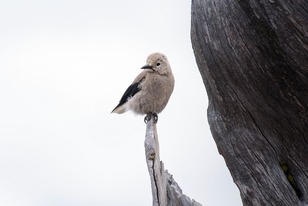 Cute bird on wood stump. Original public domain image from Wikimedia Commons