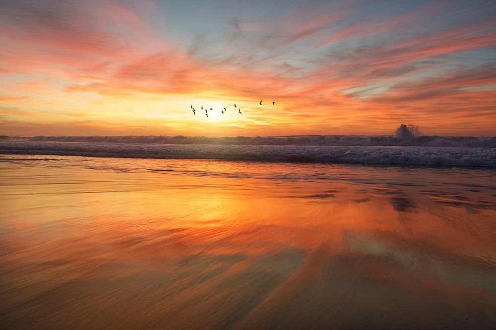 Flock of birds flying into the sunset from the sandy beach in San Diego, USA. Original public domain image from Wikimedia…