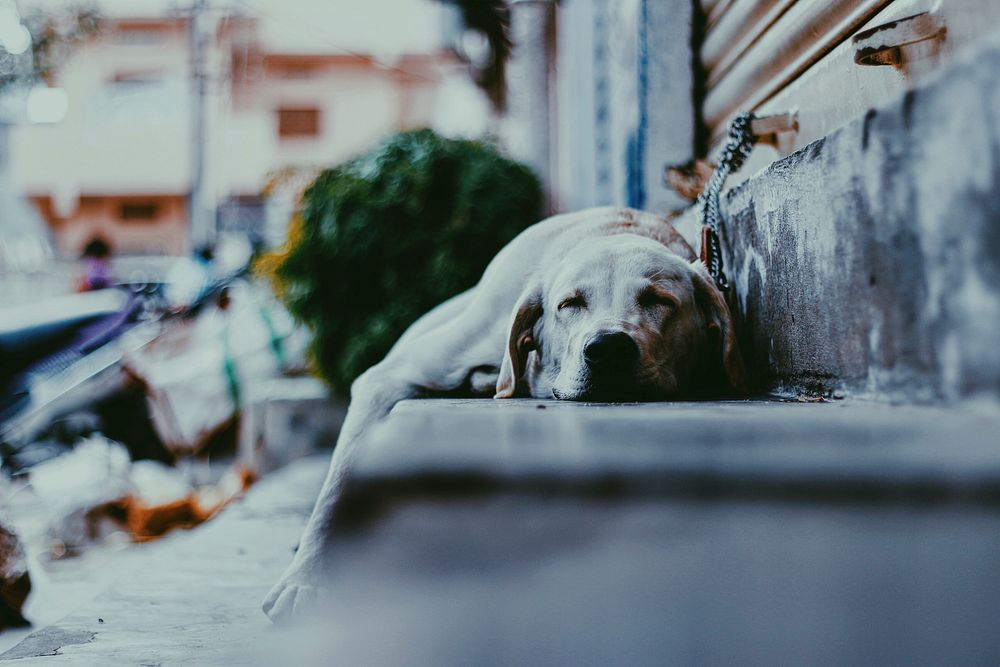 A dog with a leash sleeping on a wooden stair. Original public domain image from Wikimedia Commons