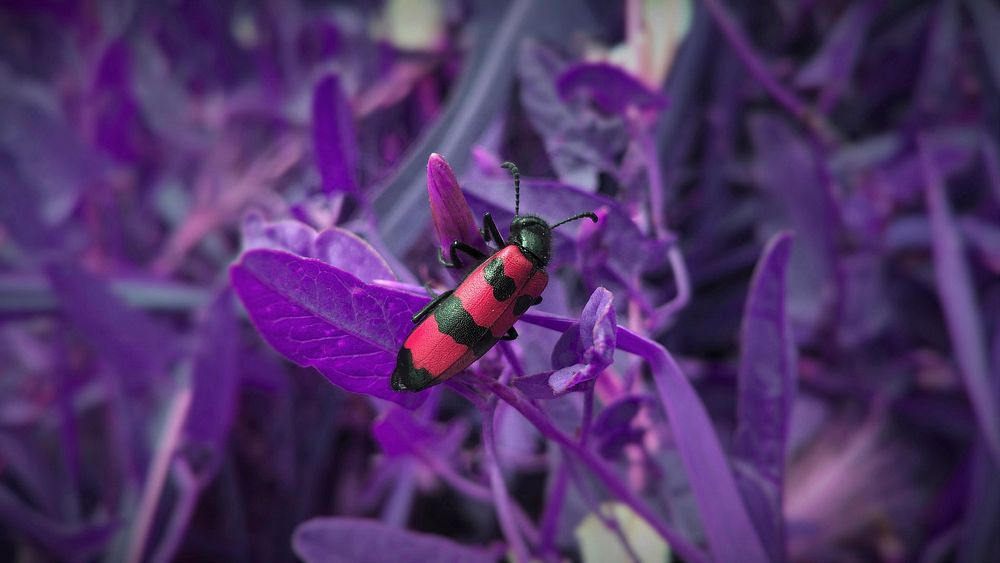 Red and black beetle climbs on purple plants in the wild. Original public domain image from Wikimedia Commons